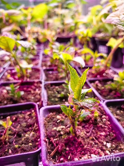 Гортензия Бесконечное лето