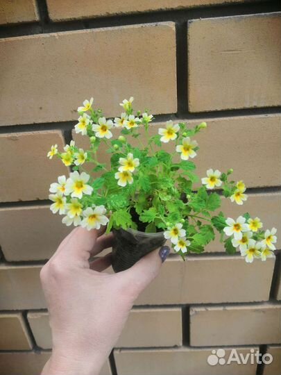 Джеймсбриттения