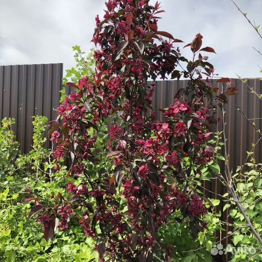 Редкие растения