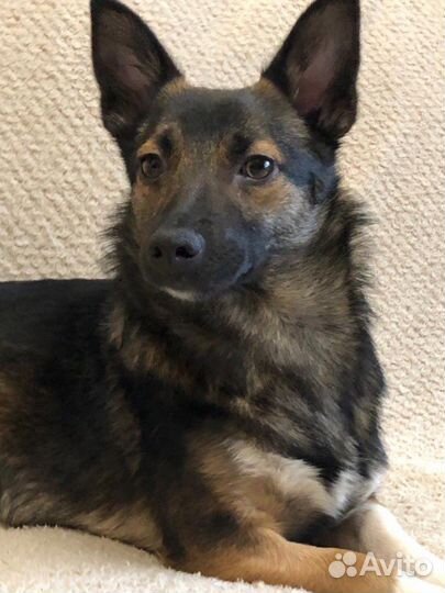 Маленькая собака в добрые руки