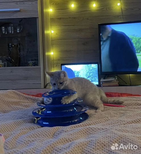 Игрушка для кошек