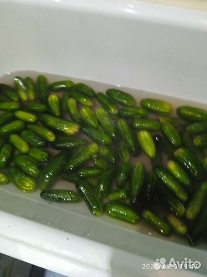 Огурцы свежие