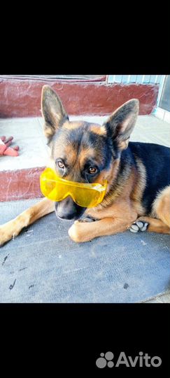 Немецкая овчарка вязка,Бесплатно