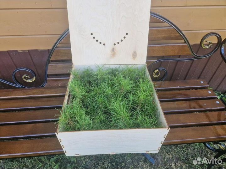 Сеянцы сосны зкс