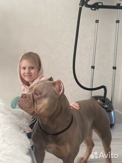 Американский булли