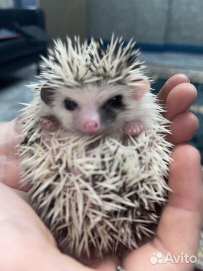 Ежата африканские карликовые