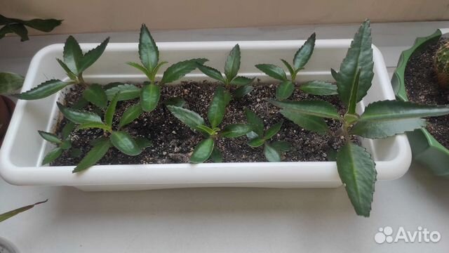 Каланхоэ лечебное