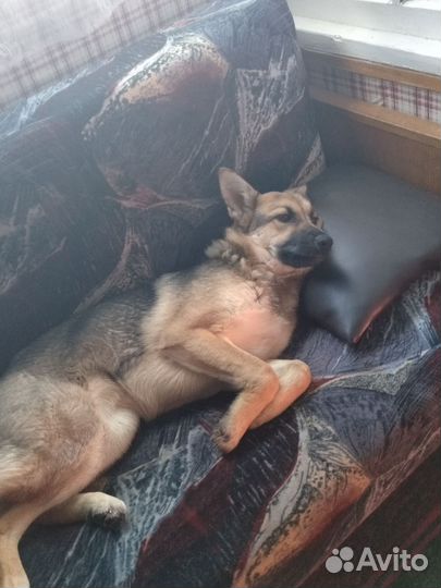 Добрая Бася в добрые руки