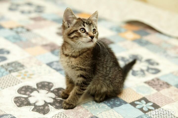 Котёнок Кексик в дар