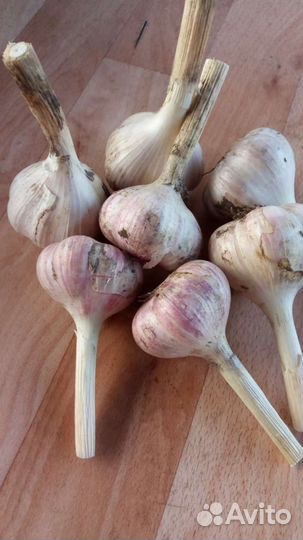 Чеснок