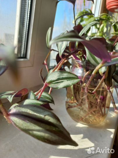 Традесканция зебрина пурпурная