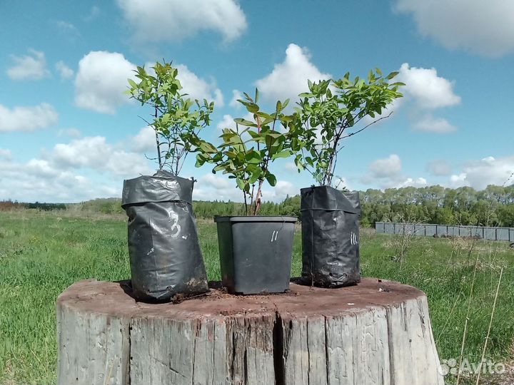 Саженцы Жимолости (мордовские)