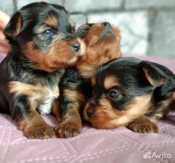 Йоркширский терьер РКФ