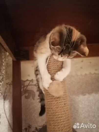 Шотландская кошка