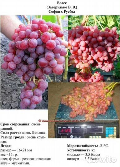 Саженцы винограда для Сибири