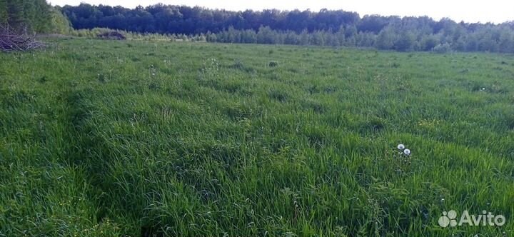 Сено скошенное на подстилку