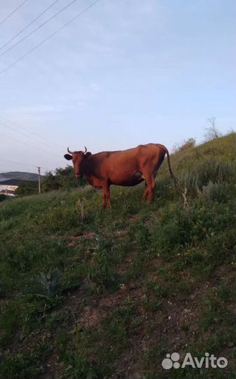 Корова стельная