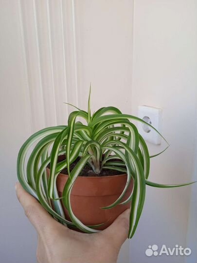 Хлорофитум бонни