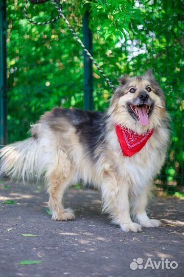 Собака в добрые руки