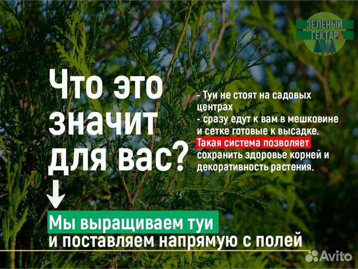 Туи брабант 1,2 м свежая копка 2023