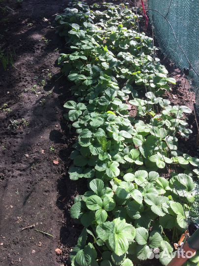 Рассада клубники,сорт Азия Избранница