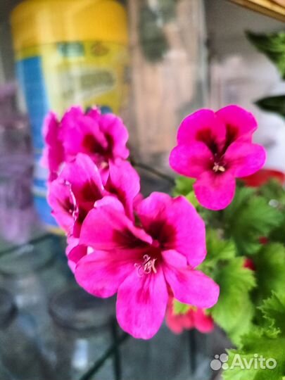 Пеларгония герань королевская, укоренённые черенки