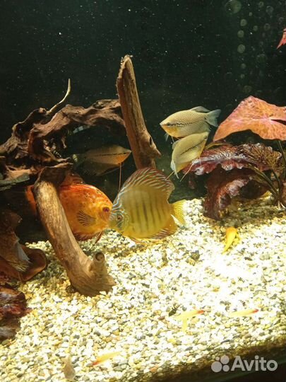 Гурами жемчужные