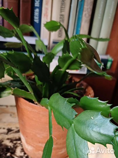 Шлюмбергера