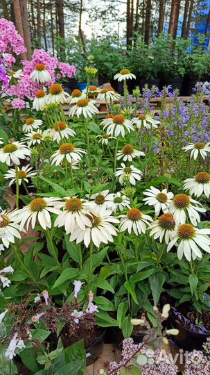 Многолетние растения для сада