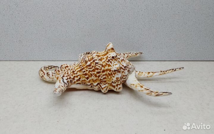 Ширагра 22,5 морская ракушка раковина