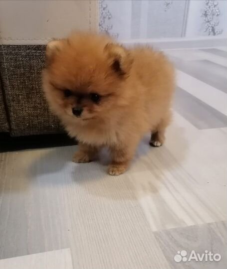 Щенки померанского шпица