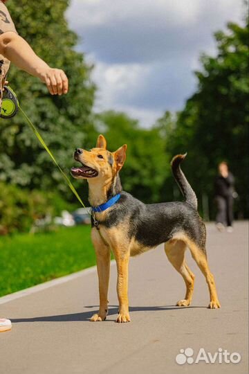 Собака полностью готова жить в квартире