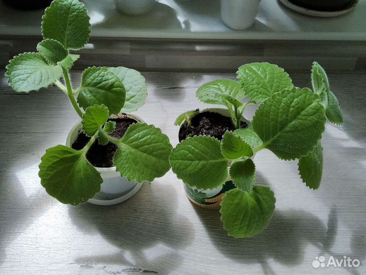 Комнатная мята, декоративная