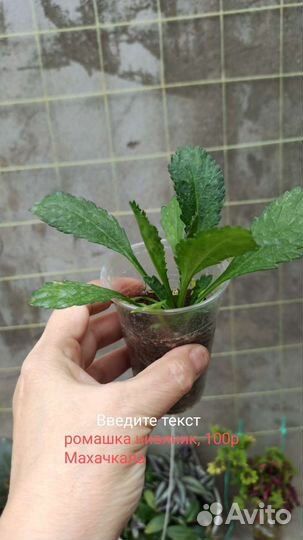 Хризантема мультифлора