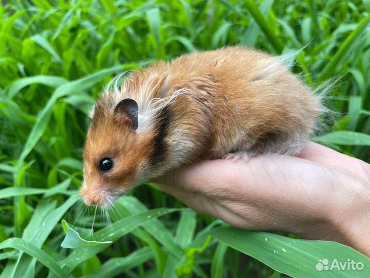Сирийские и джунгарские хомяки