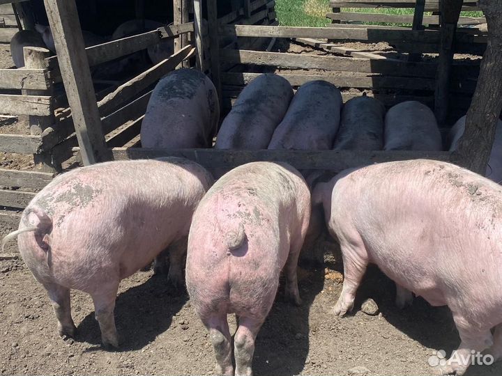 Свиньи ландрас