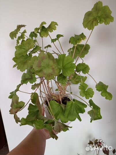 Пеларгония Леона Галактика