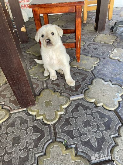 Щенки не породистые