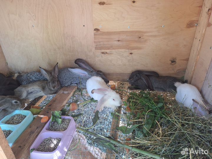 Кролики мясных пород