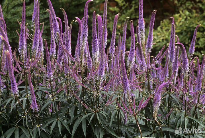 Растения для сада