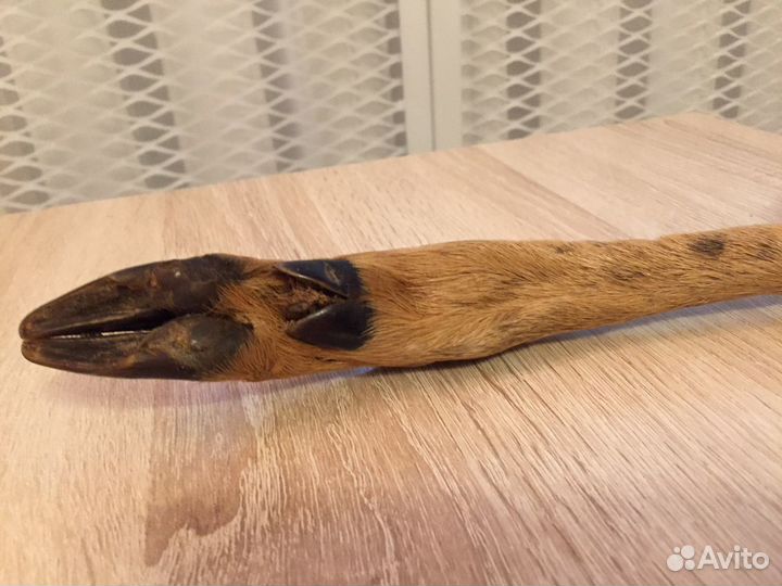 Козья ножка