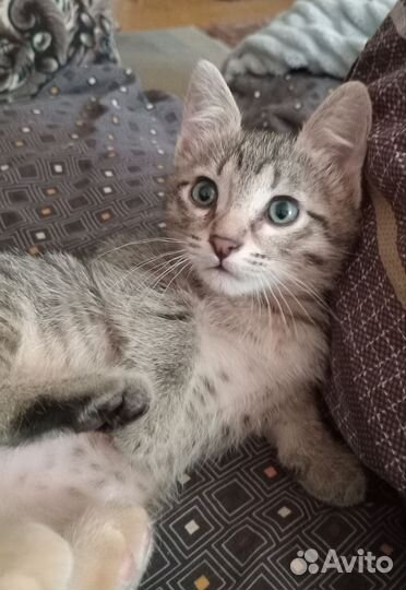 Котята в очень добрые,любящие ручки