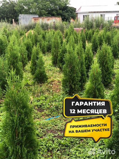 Смарагд,Колумна,Брабант в ассортименте