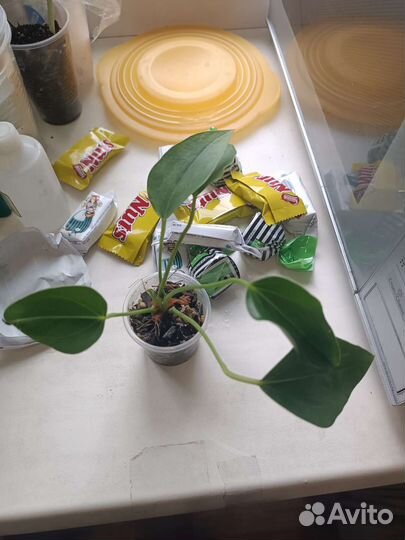 Антуриум Пандола(23г)