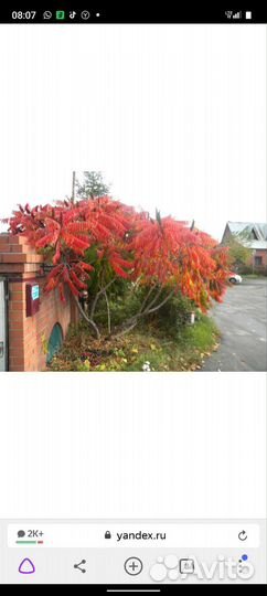 Саженцы сумах оленерогий