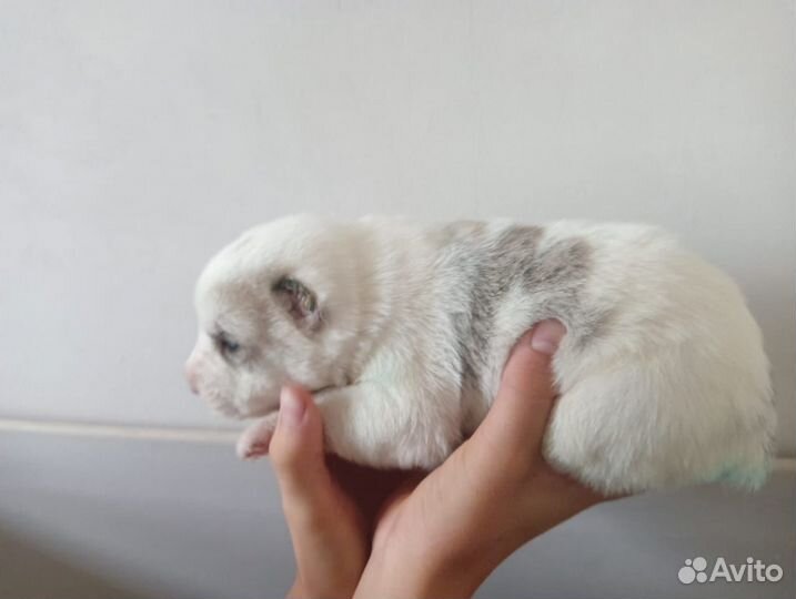 Алабая щенки продам