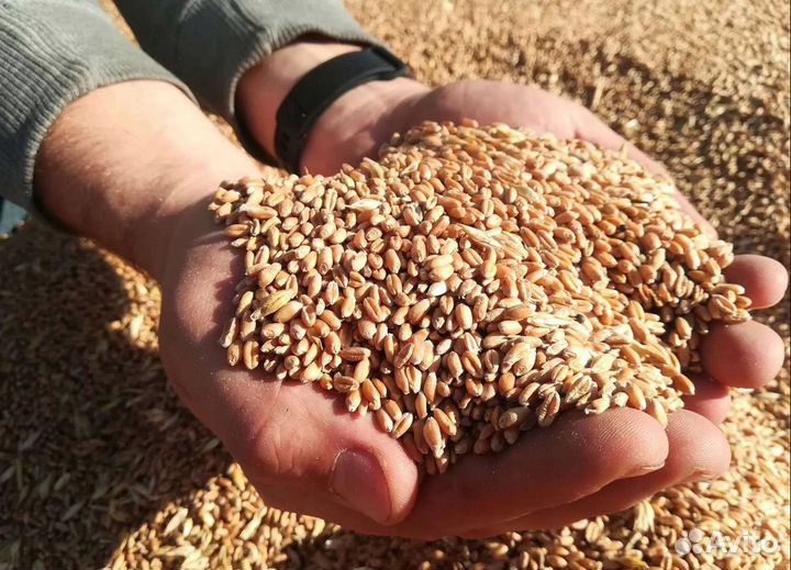 Кормовая пшеница, Соя на корм/посев