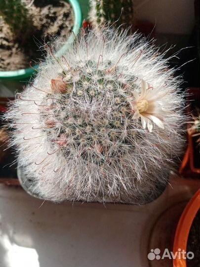 Кактусы цветущие