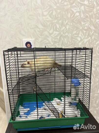 Крыса с клеткой