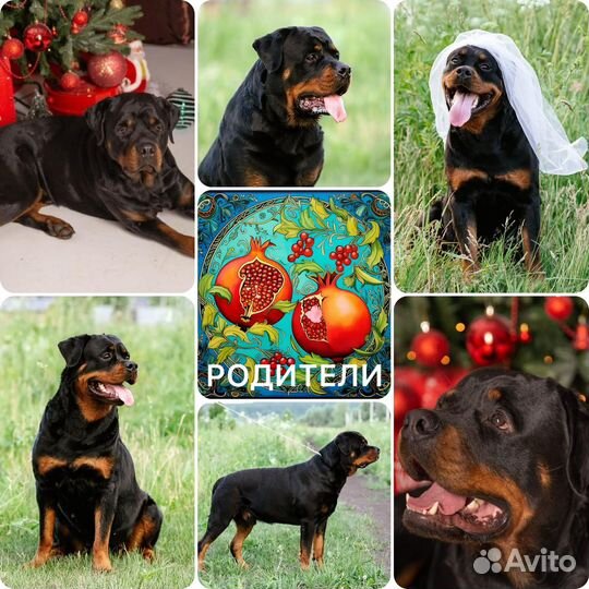 Ротвейлер щенки